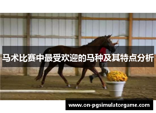 马术比赛中最受欢迎的马种及其特点分析